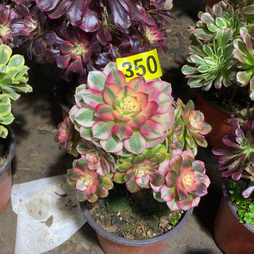 青城多肉法师350