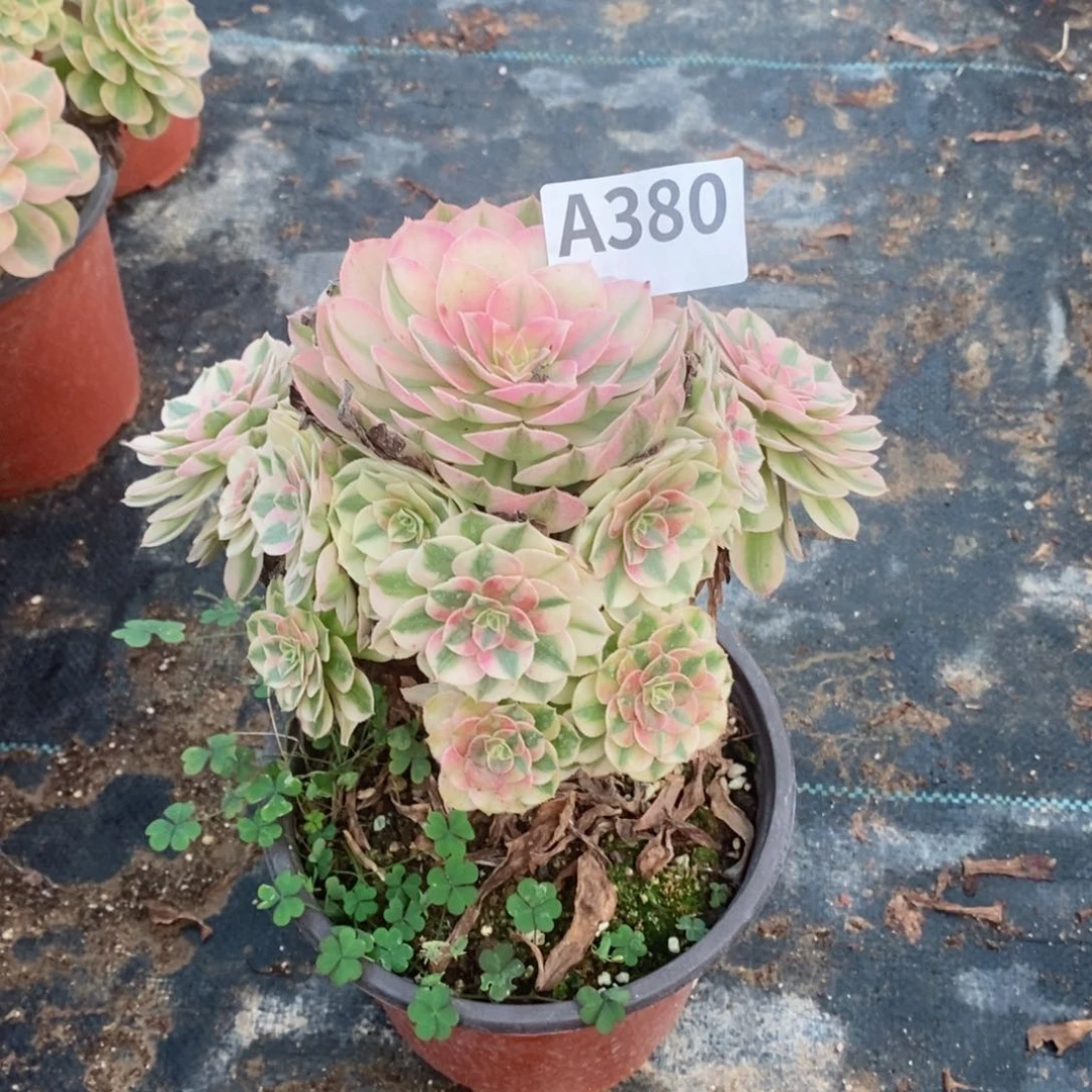 青城多肉法师380