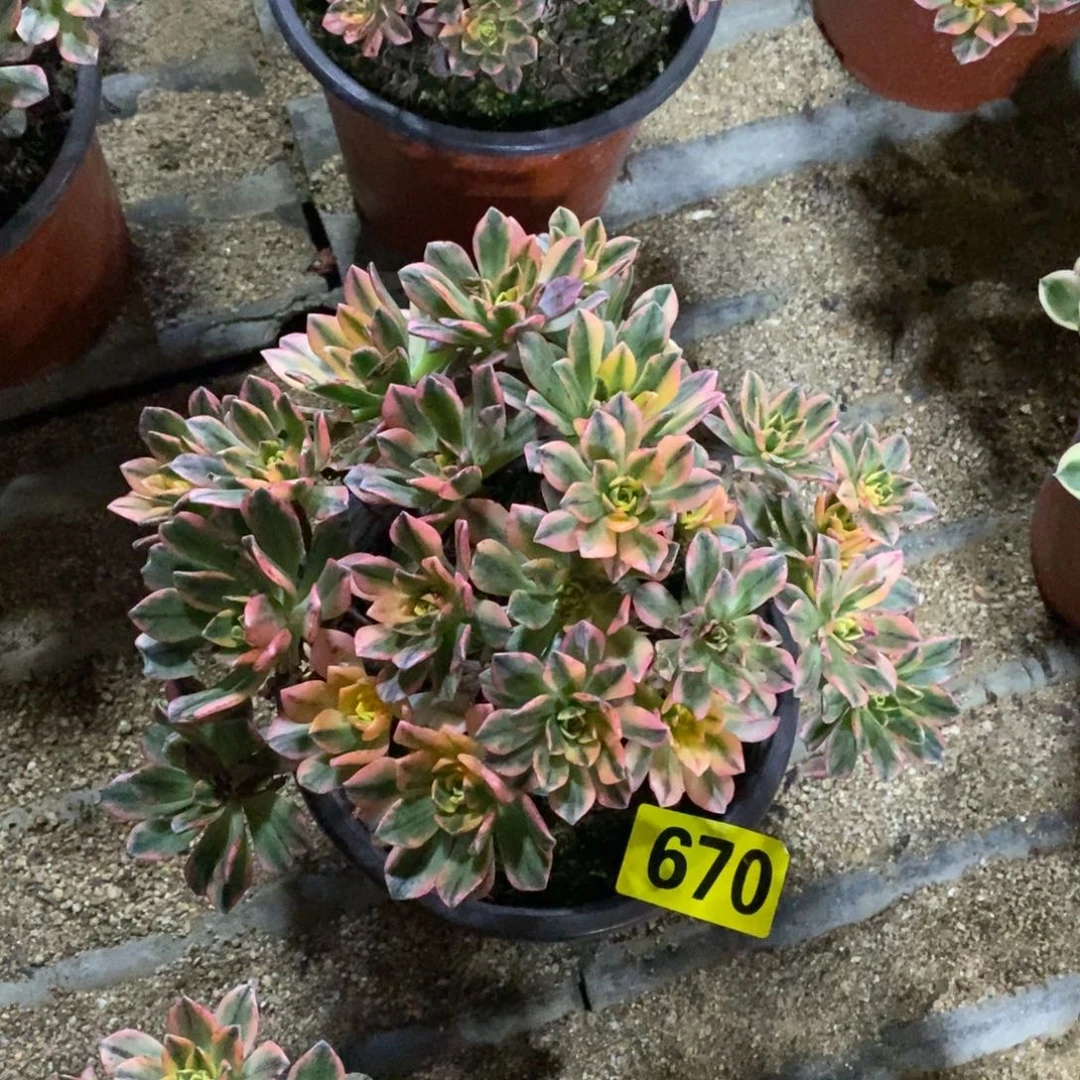 甜茶多肉法师670