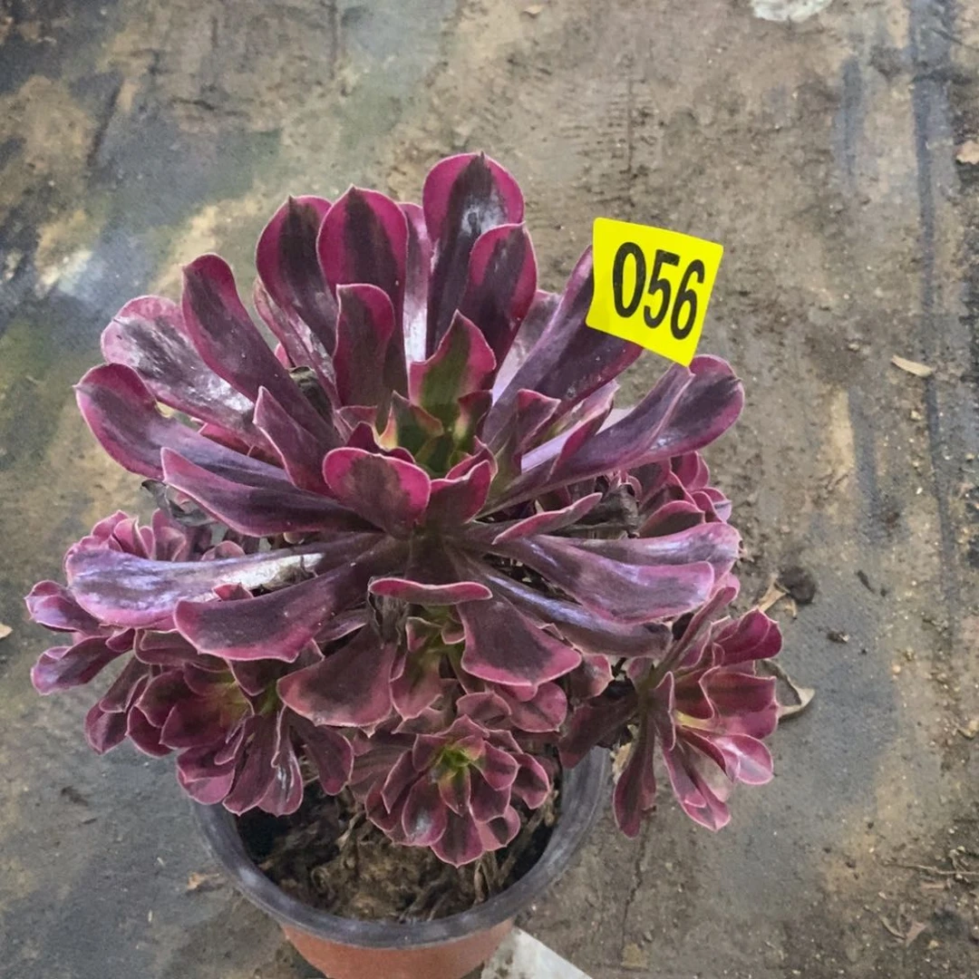 美杜莎多肉法师056