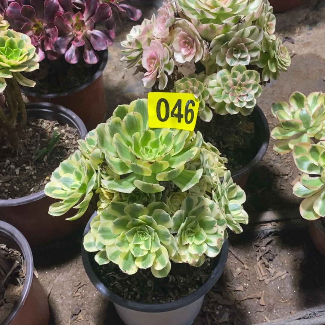 迈巴赫多肉法师046