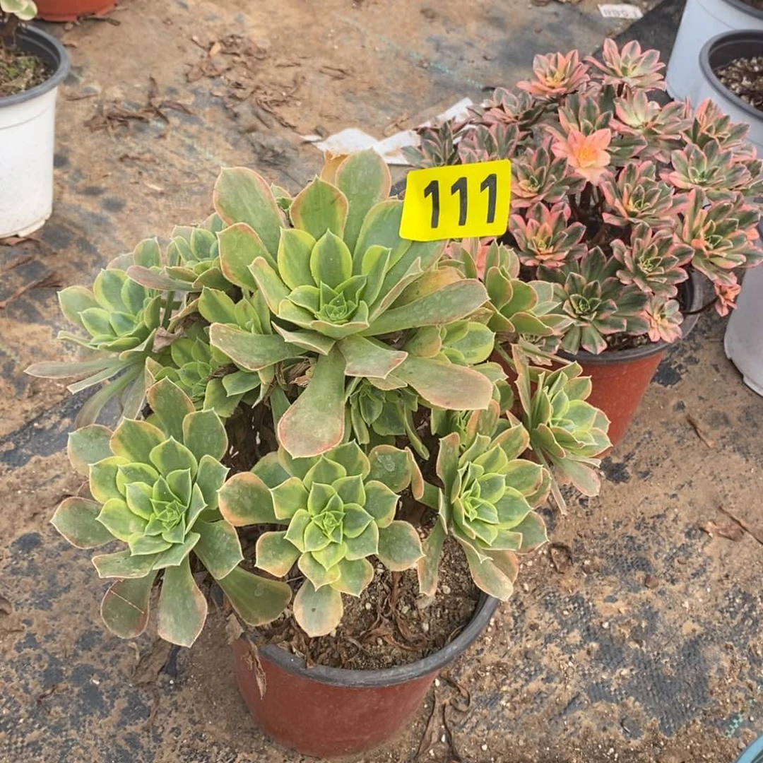 青蒙多肉法师111