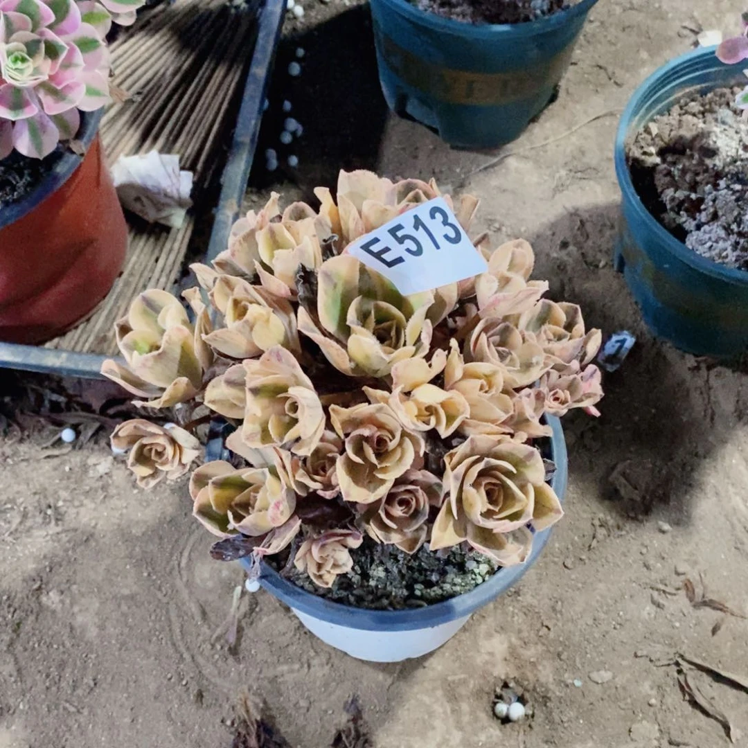 青花瓷多肉法师513