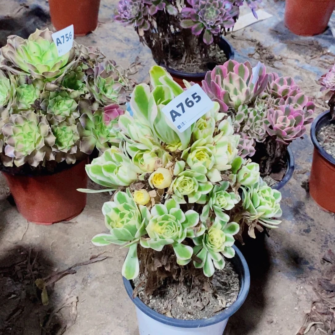 迈巴赫多肉法师765