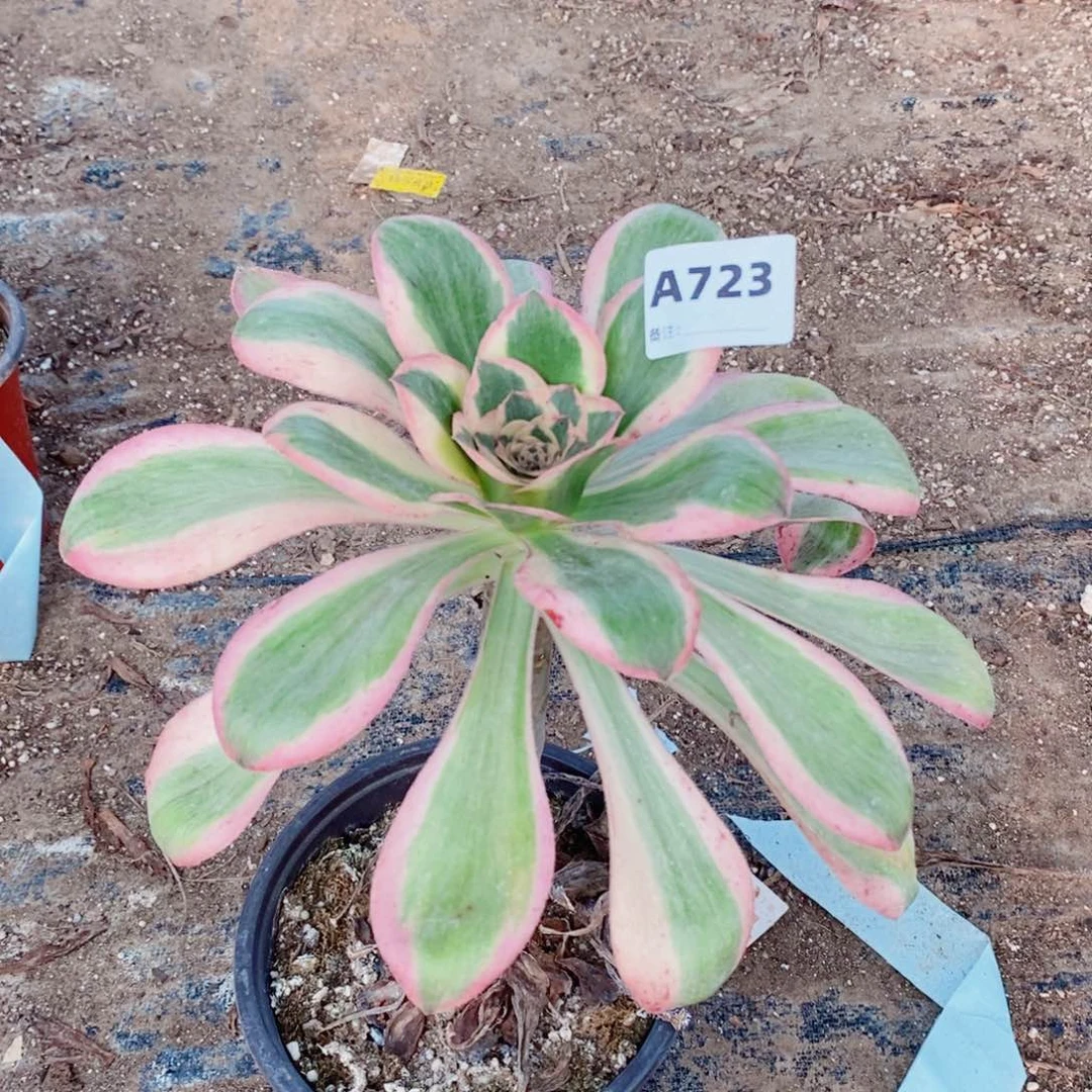 燕姿锦多肉法师723