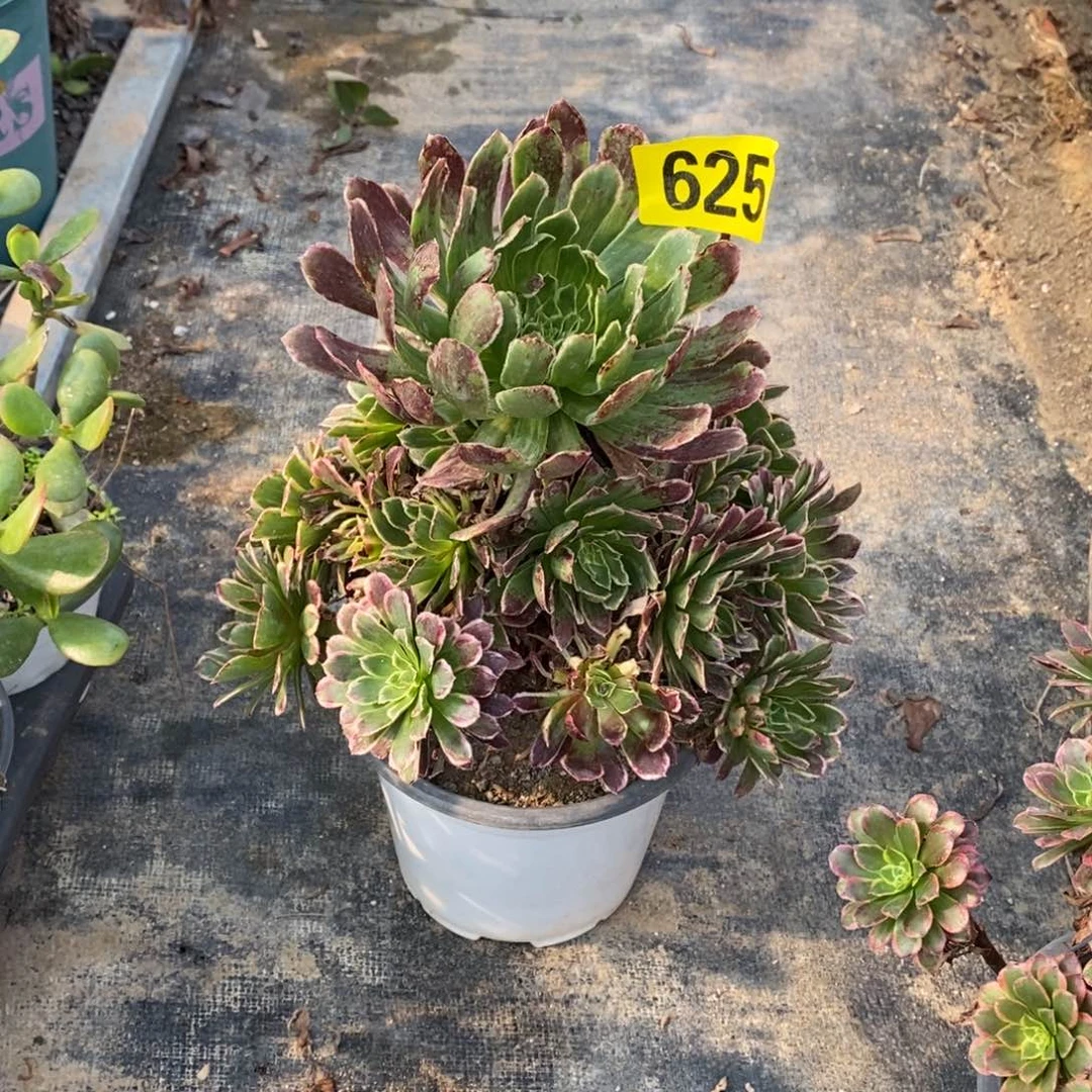 曾*儿朝霞多肉法师625