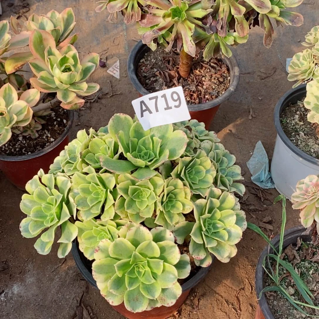 绿豆沙多肉法师719