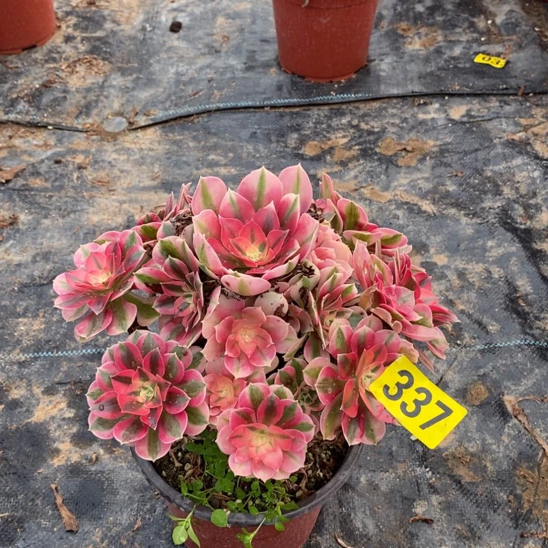 粉女巫多肉法师337