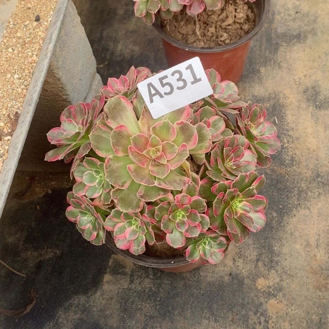 @**石安娜多肉法师531