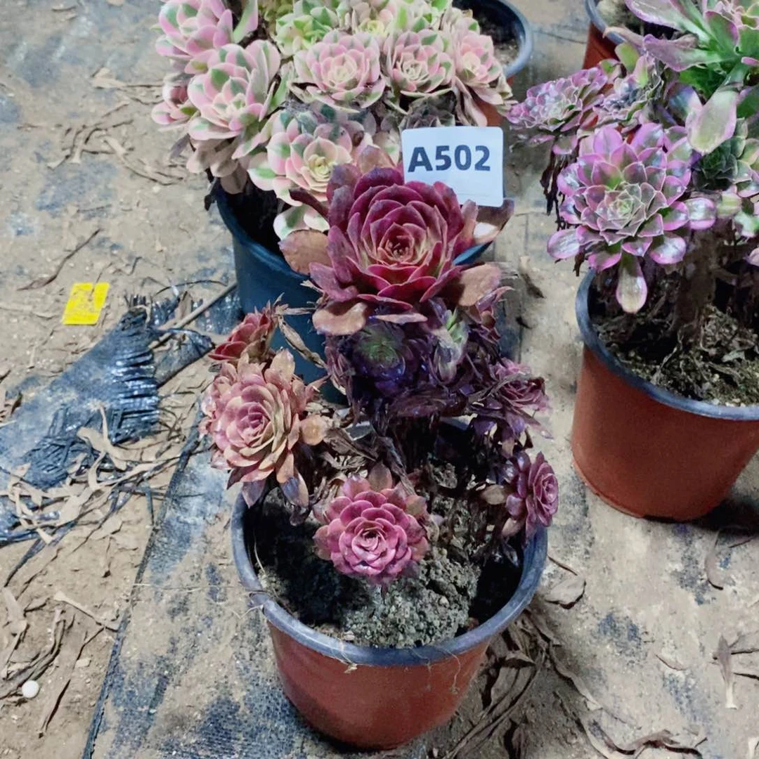 美肌多肉法师502