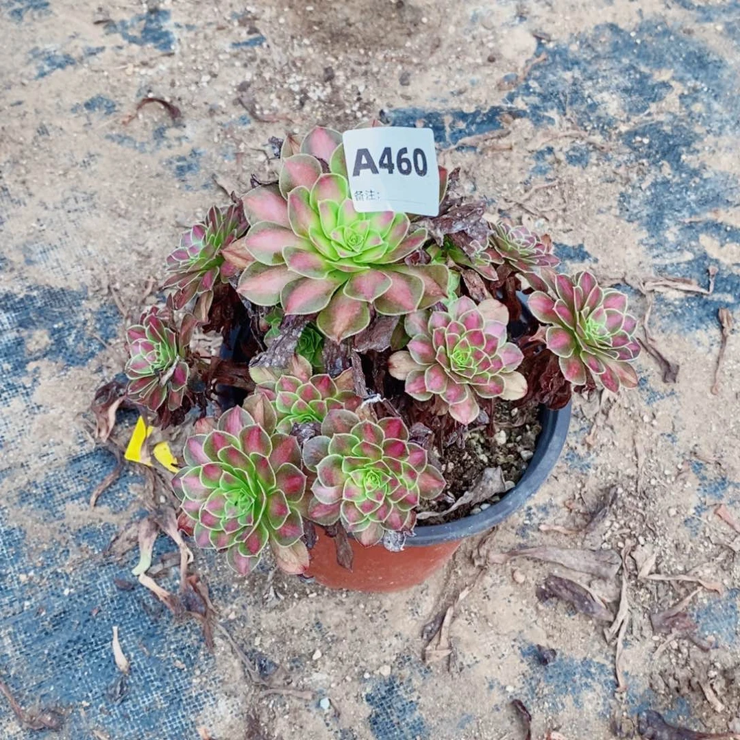 童颜多肉法师460