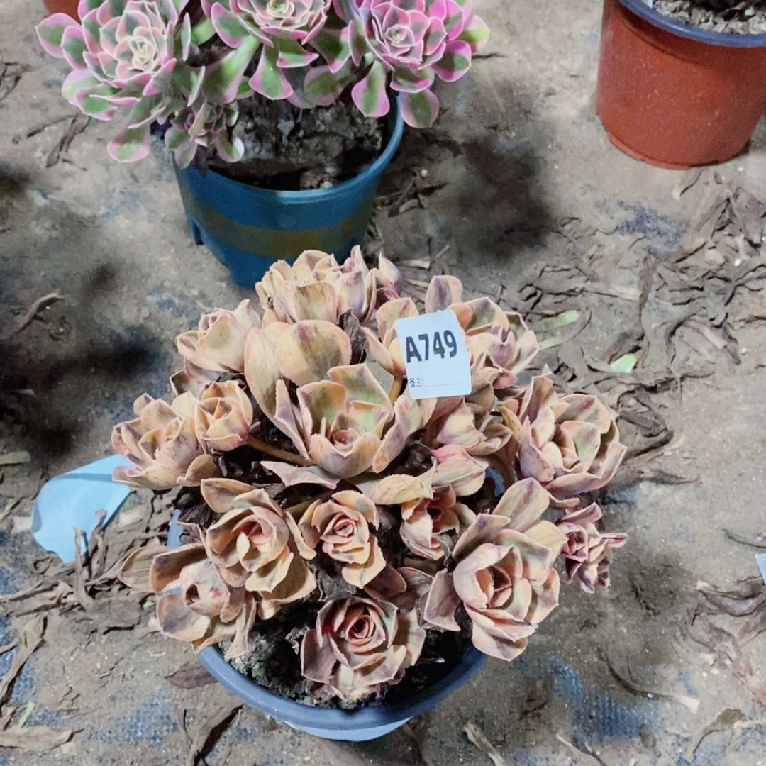 青花瓷多肉法师749