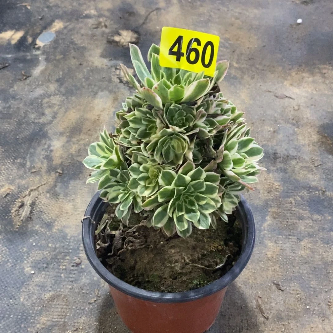 燕宁多肉法师460