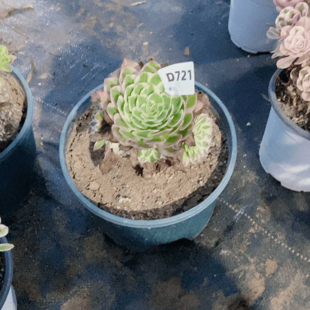 海王多肉法师721