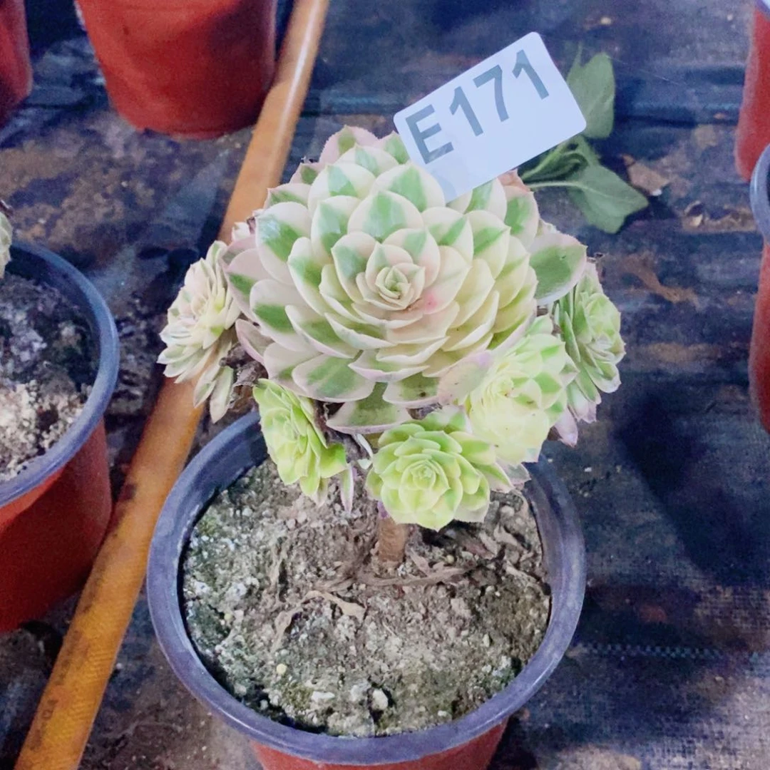 荔枝多肉法师171