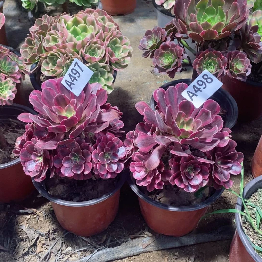 美杜莎多肉法师两颗497498