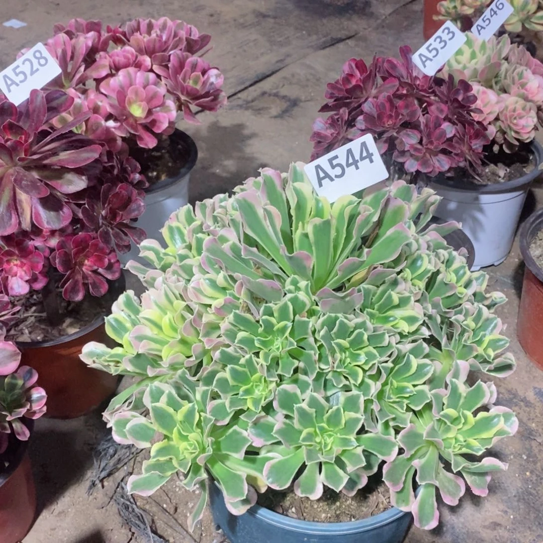 白凤多肉法师544