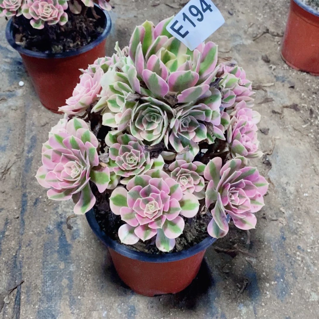 粉女巫多肉法师194