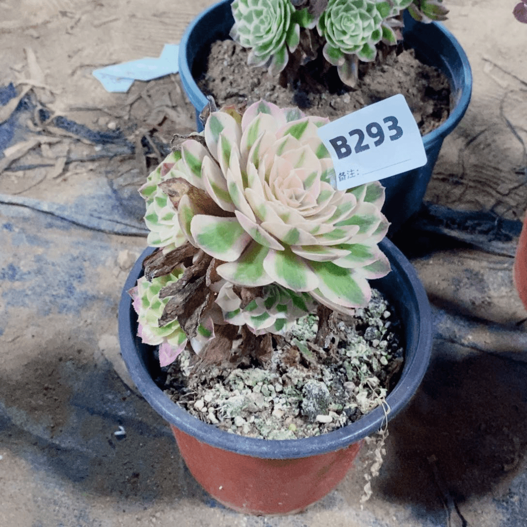 荔枝多肉法师293