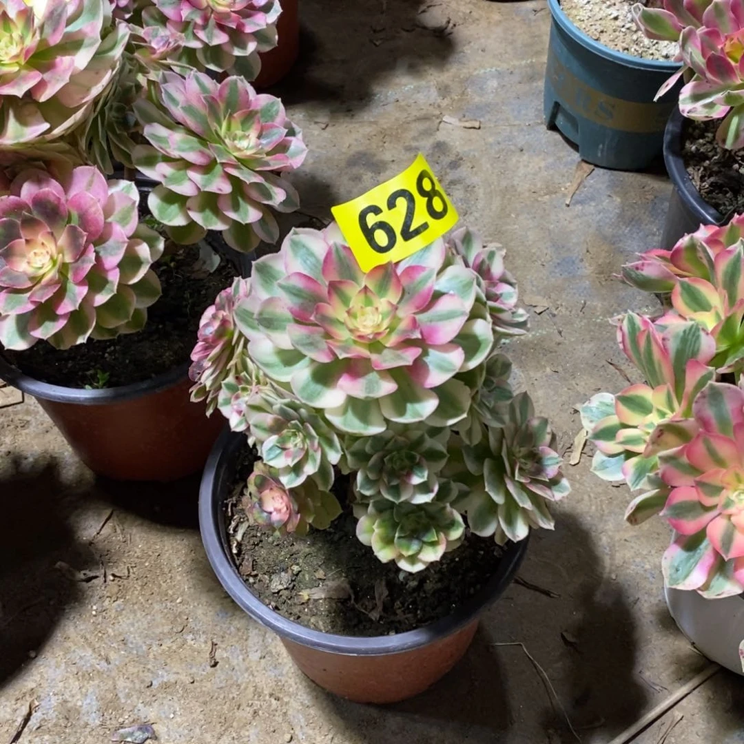 青城多肉法师628