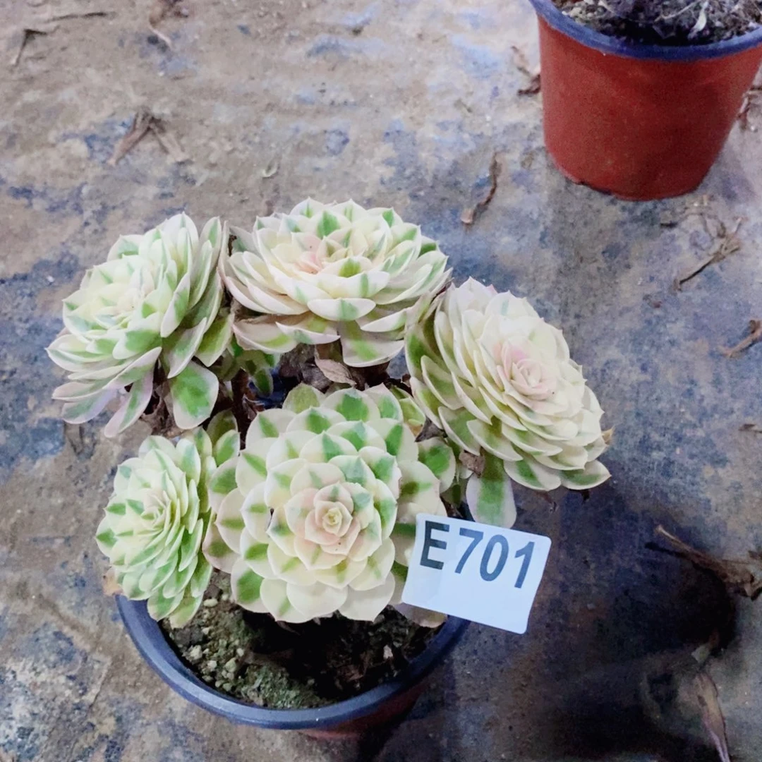 荔枝多肉法师701