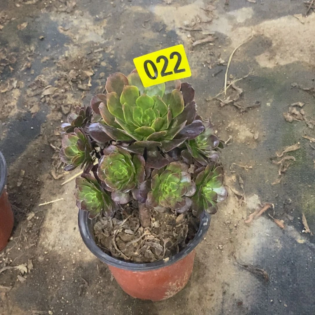 烟花多肉法师022