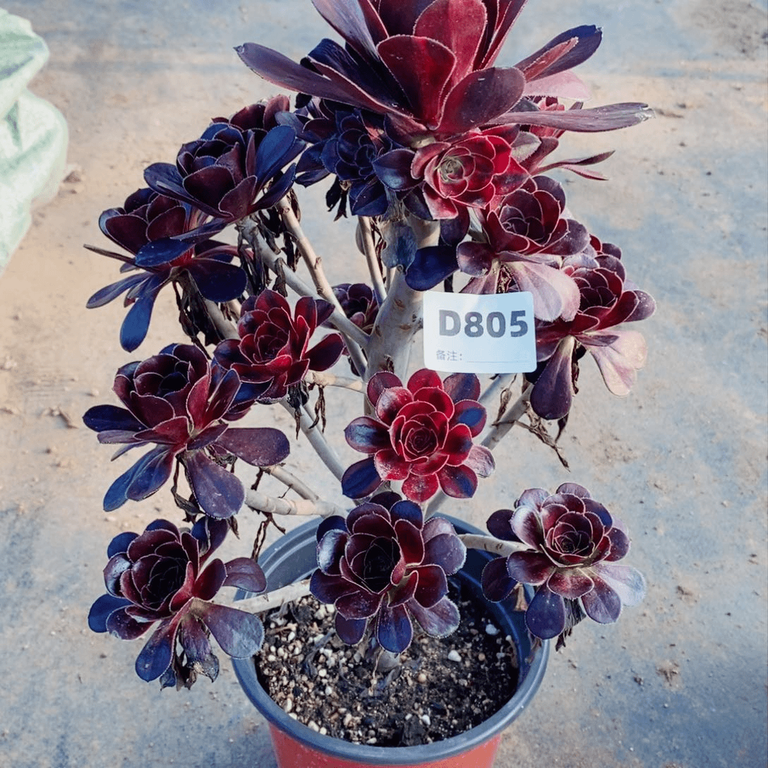 花蝴蝶多肉法师805