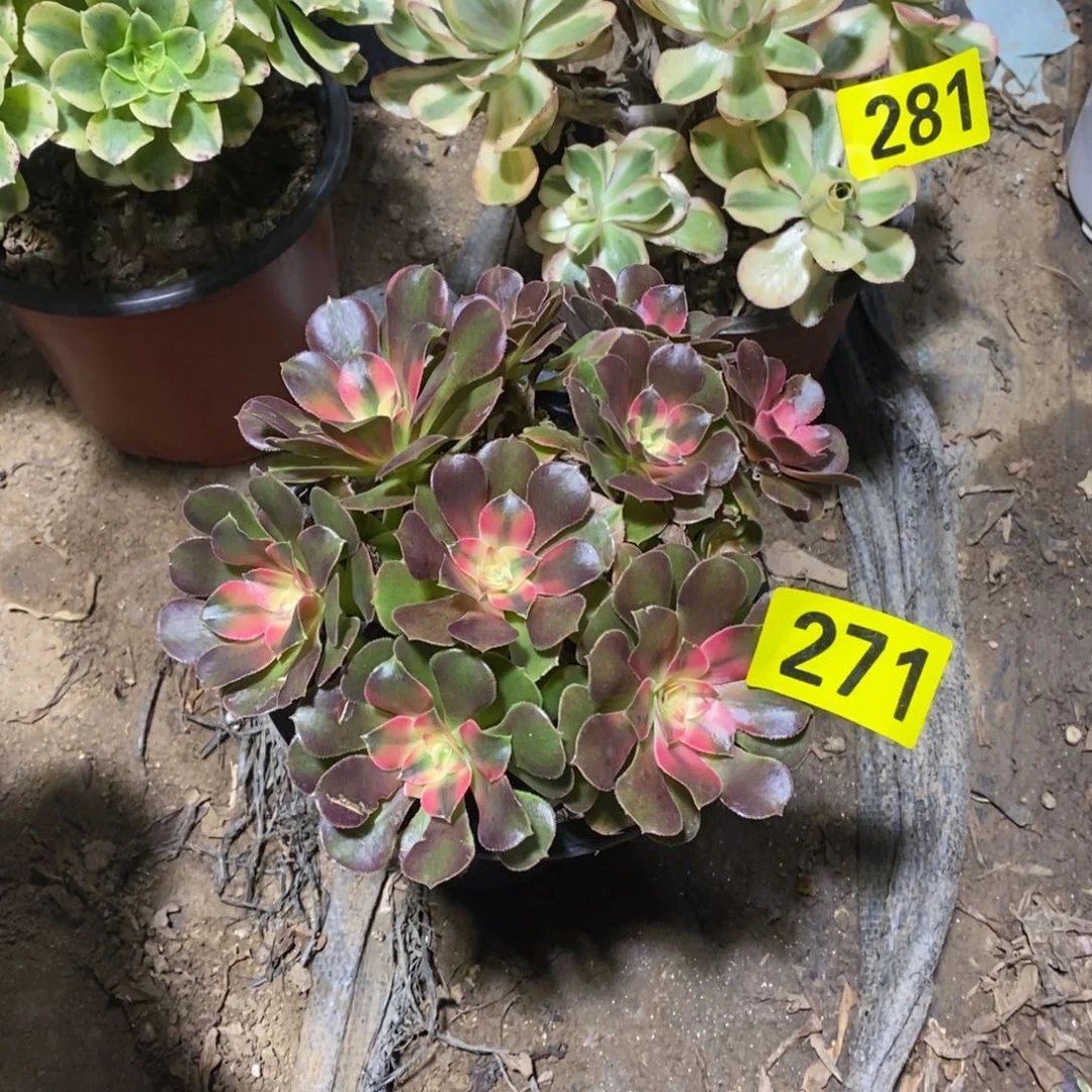 香妃从林多肉法师271