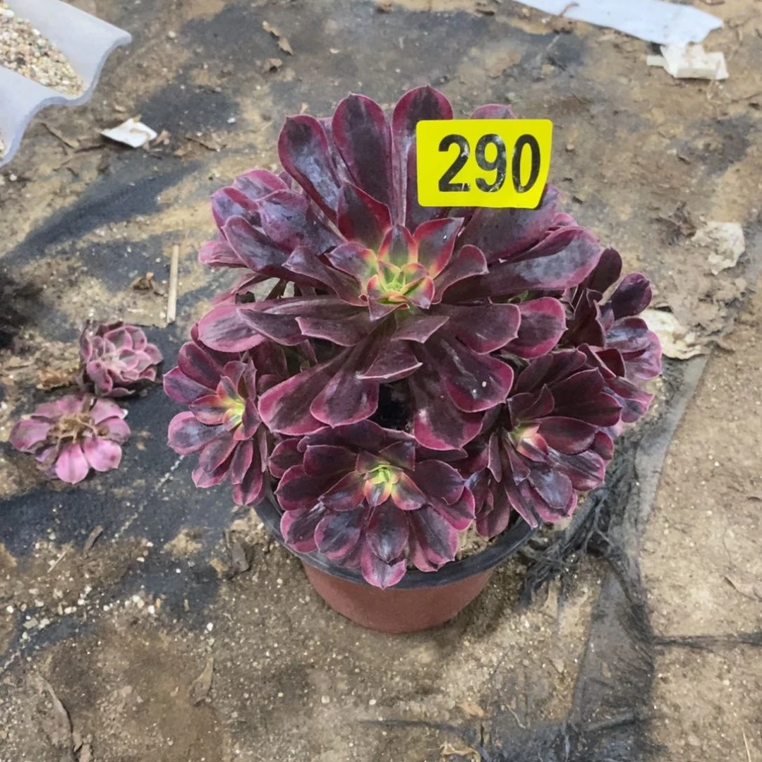 美杜莎多肉法师290