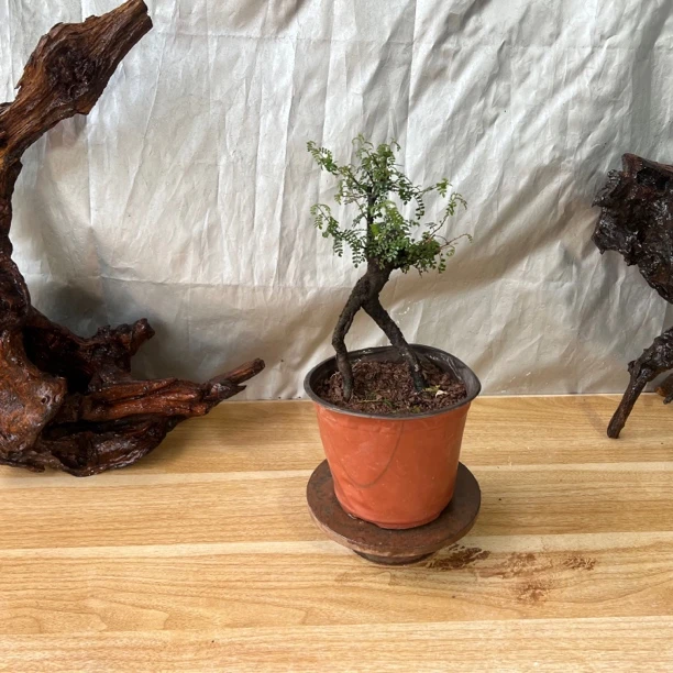 小石积奇形怪状小桩一颗  人形怪桩头带飘枝  上盆2年