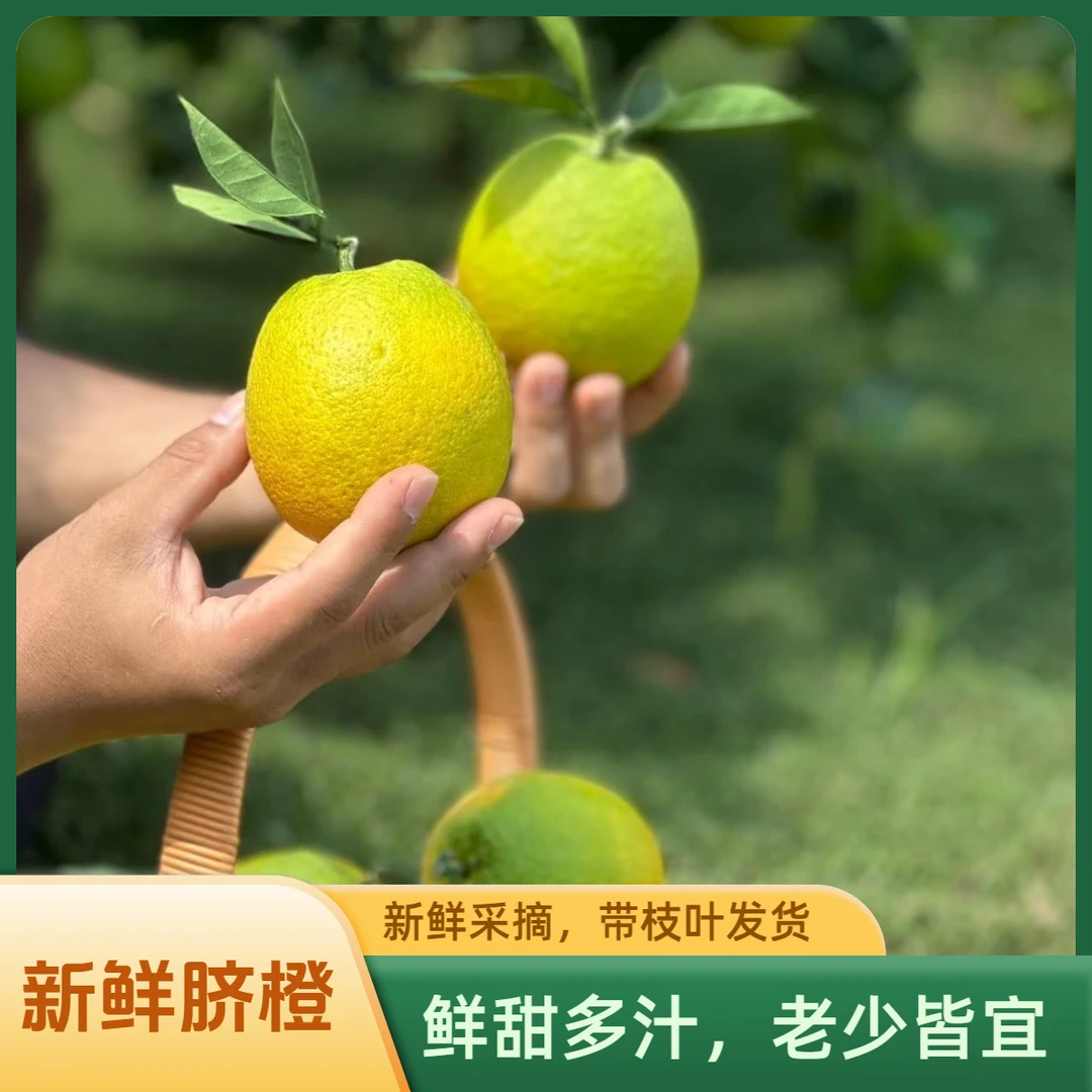 新鲜脐橙绿皮橙子香甜多汁细嫩化渣新鲜采摘应季孕妇水果坏果包赔