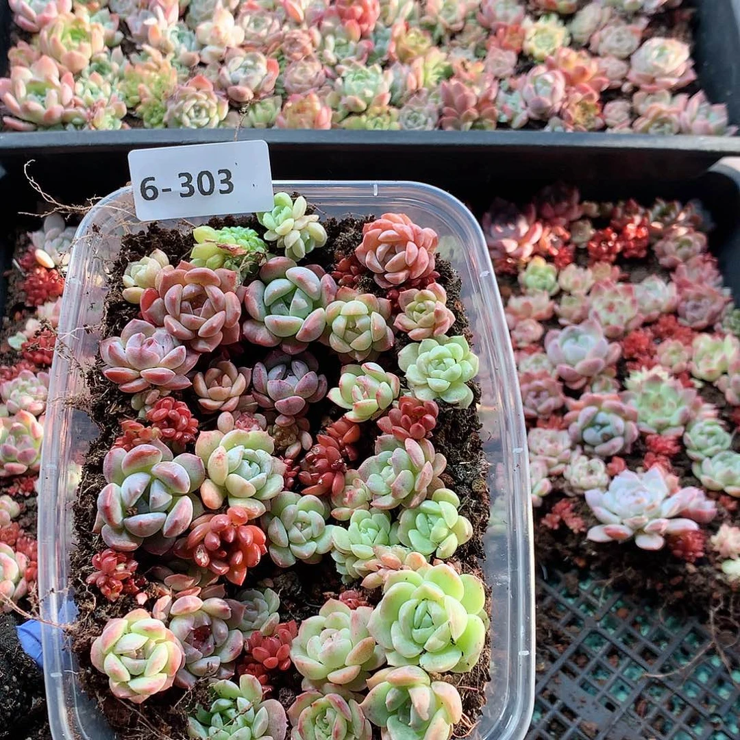 6–303一物一拍切糕