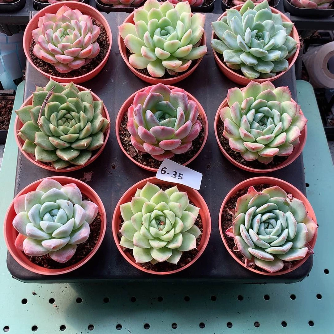 6-35一物一拍带盆9颗