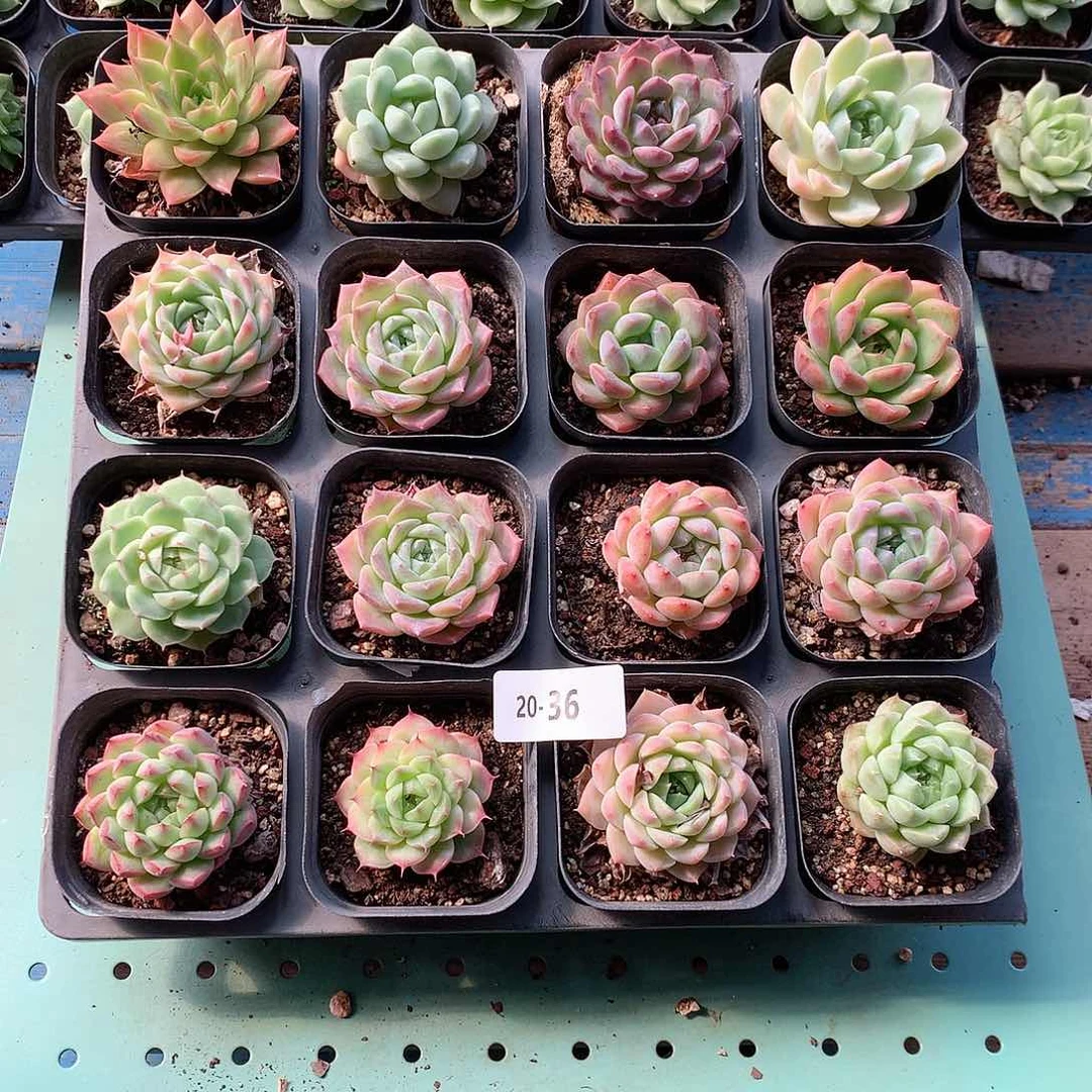 20-36一物一拍带盆16颗