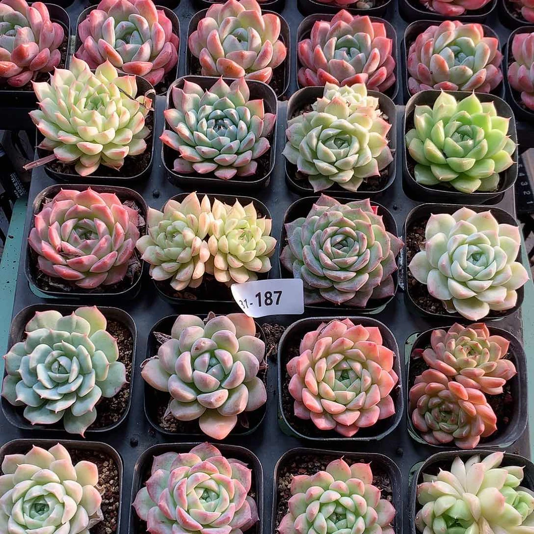 31-187一物一拍带盆16颗