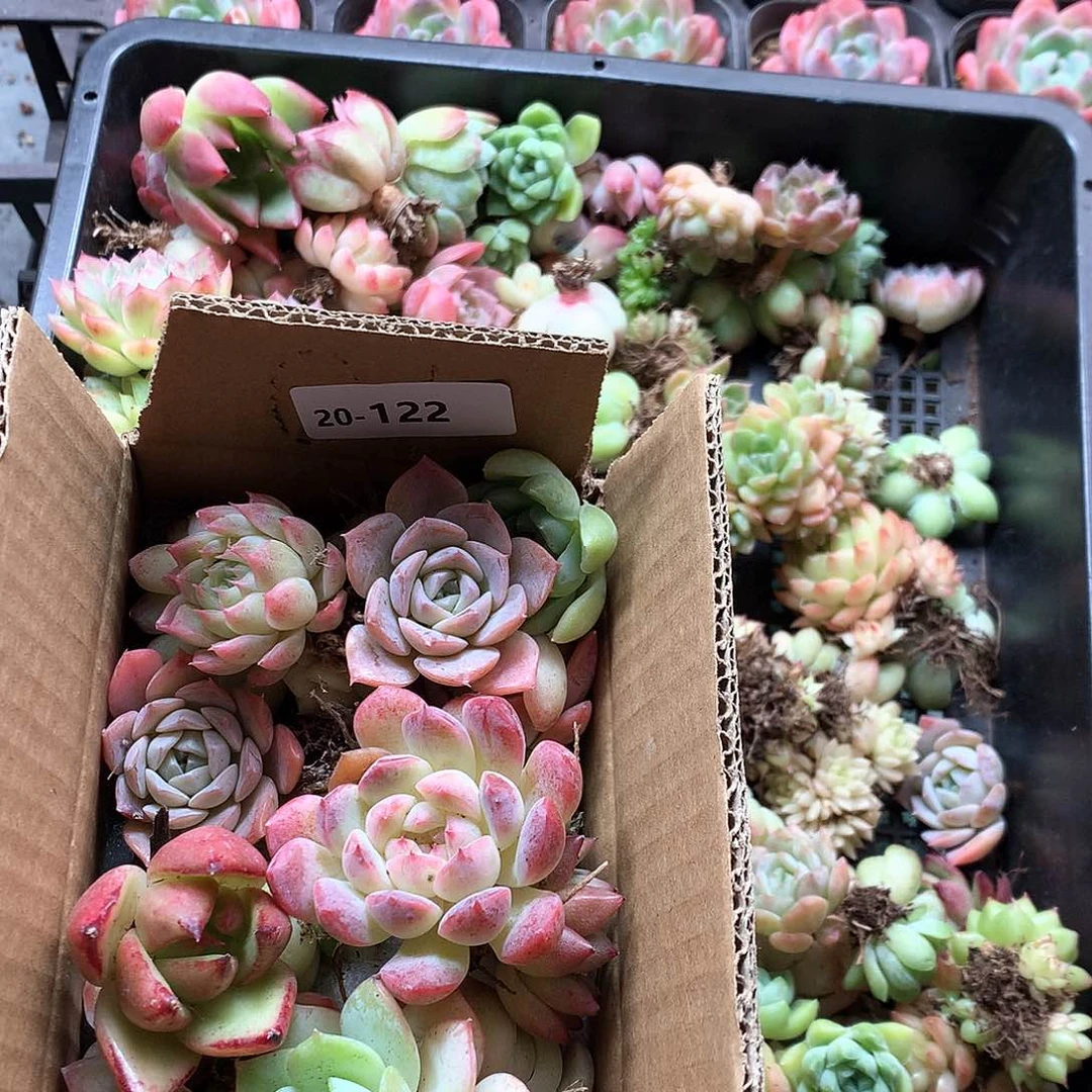 20-122一物一拍带盆16颗