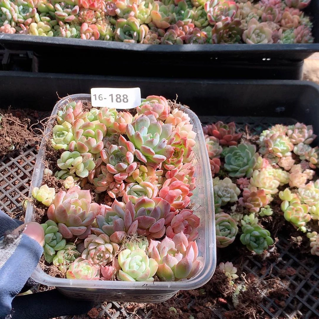 16-188一物一拍切糕