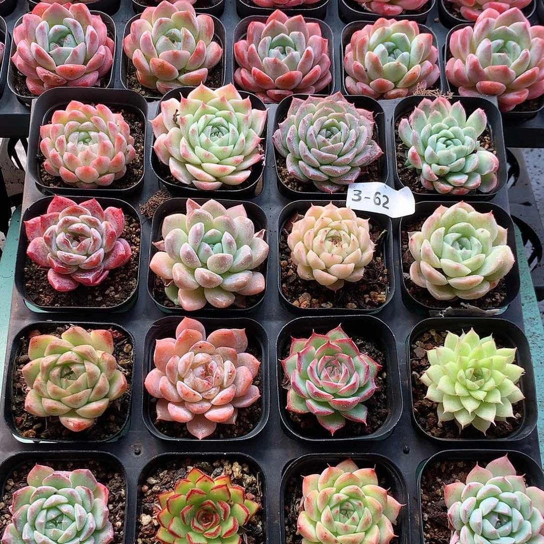 3-62一物一拍带盆16颗