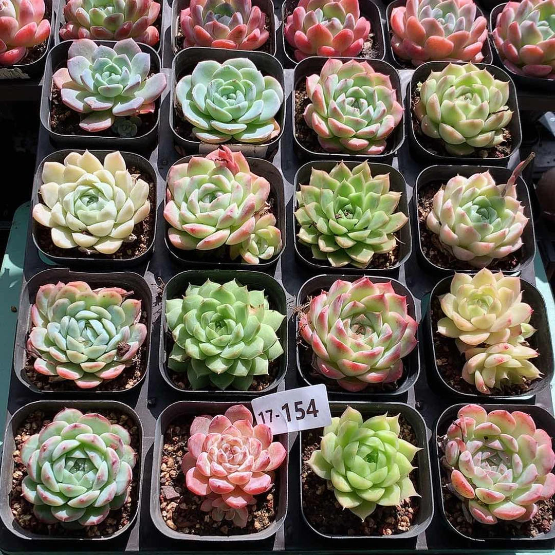 17-154一物一拍带盆16颗