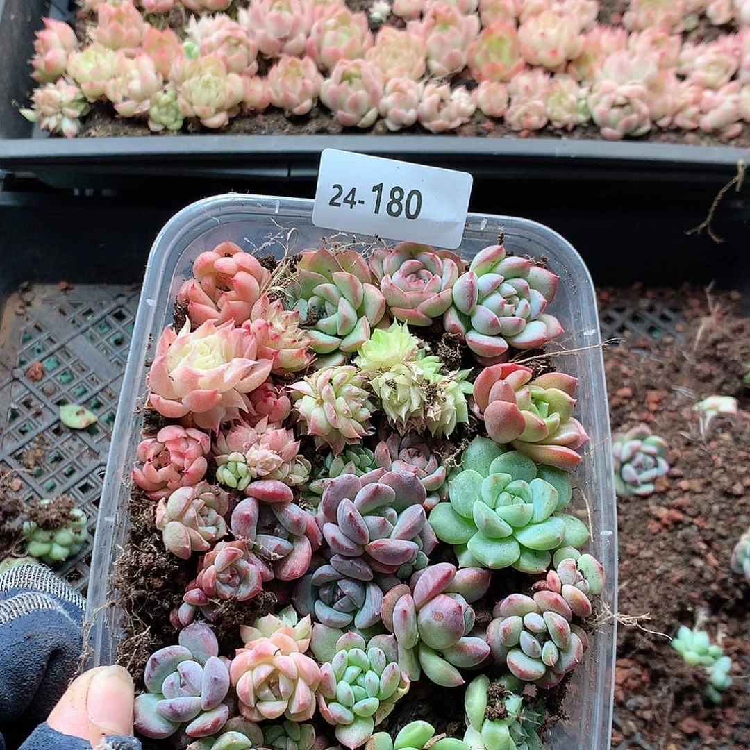 24-180一物一拍切糕