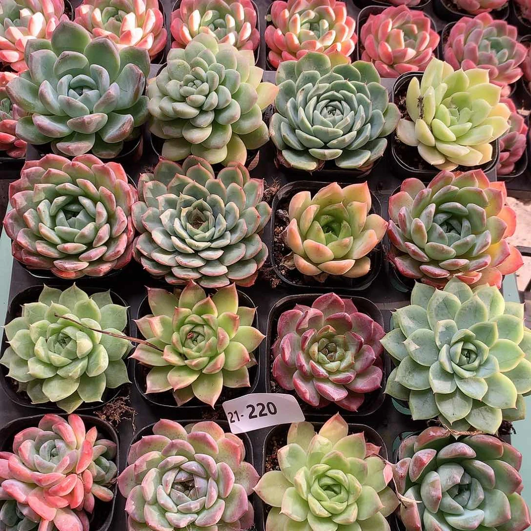 21-220一物一拍带盆16颗