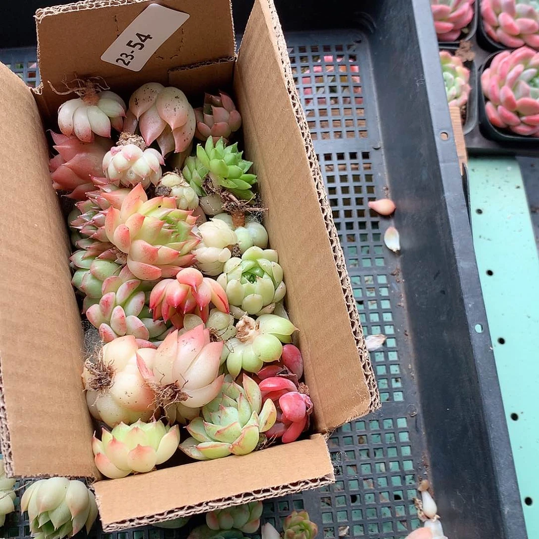 23-54一物一拍脱土20-30颗