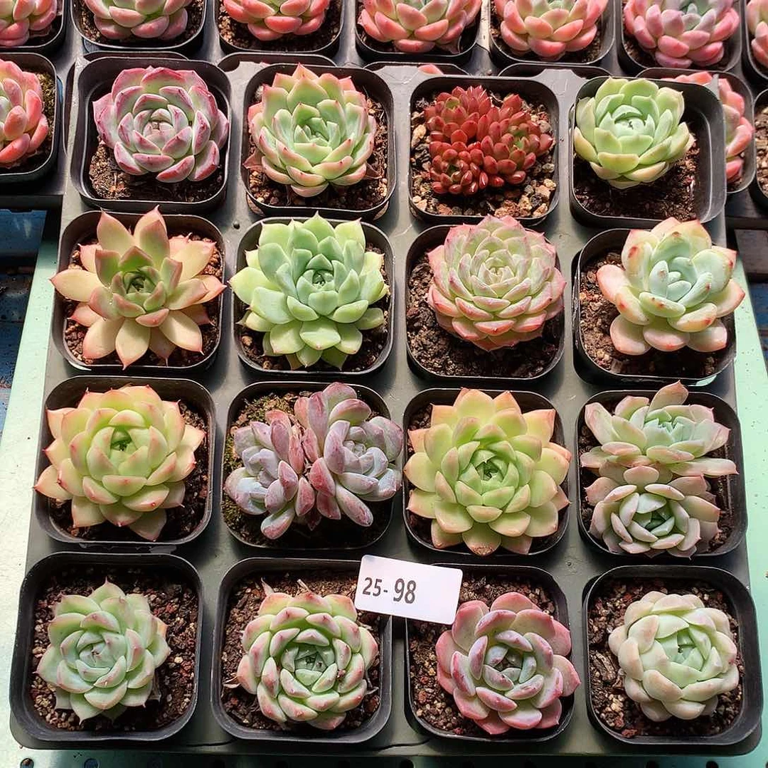 25-98一物一拍带盆16颗
