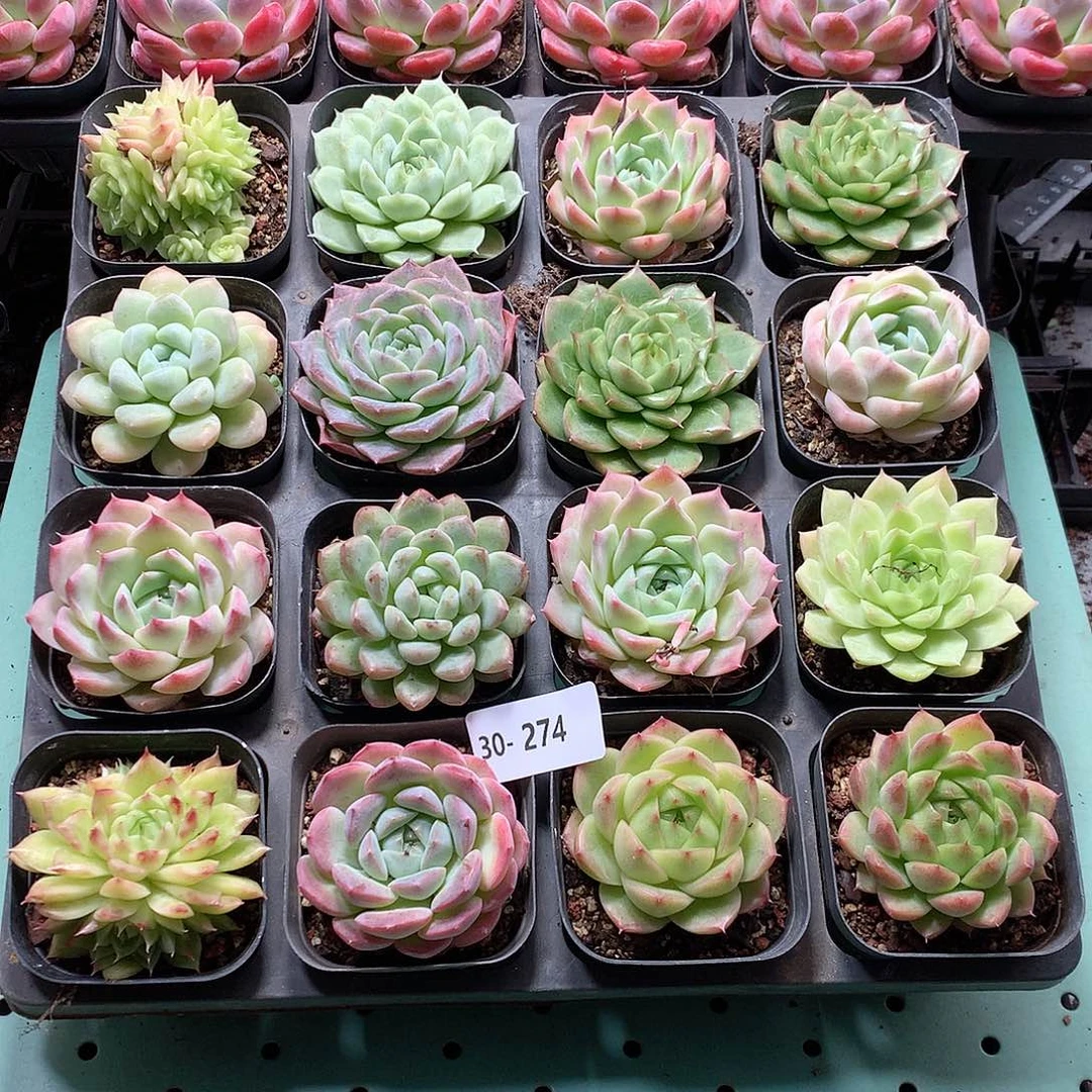 30-274一物一拍带盆16颗