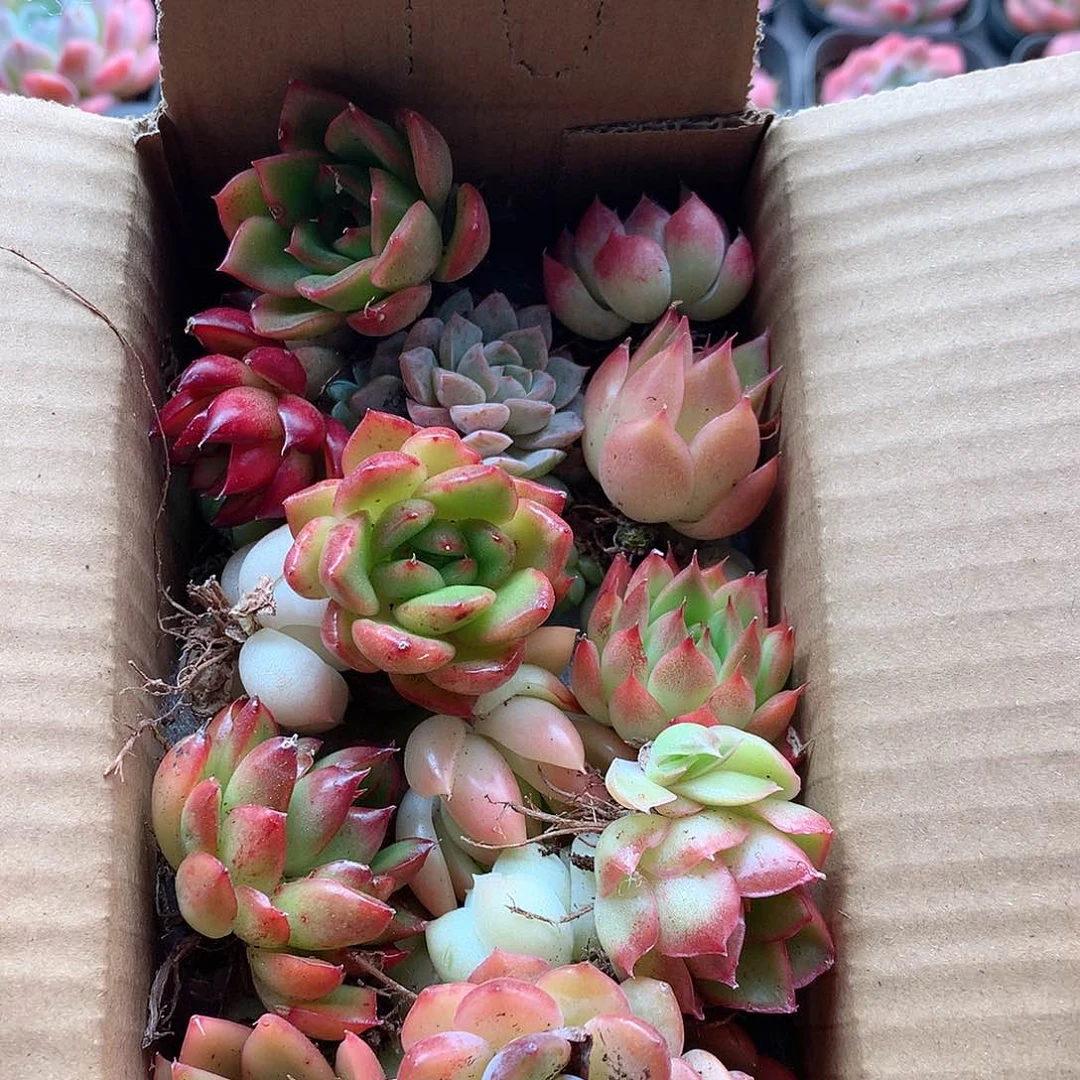 16-量拍品质保证脱土20-30颗