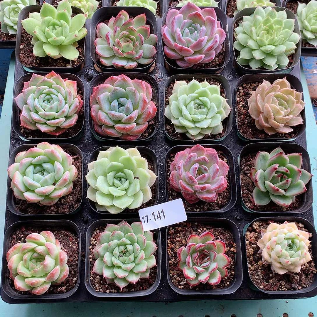 17-141一物一带盆16颗