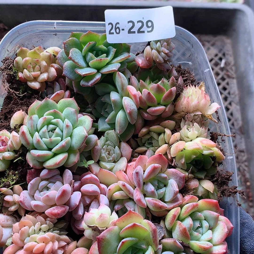 26-229一物一拍切糕