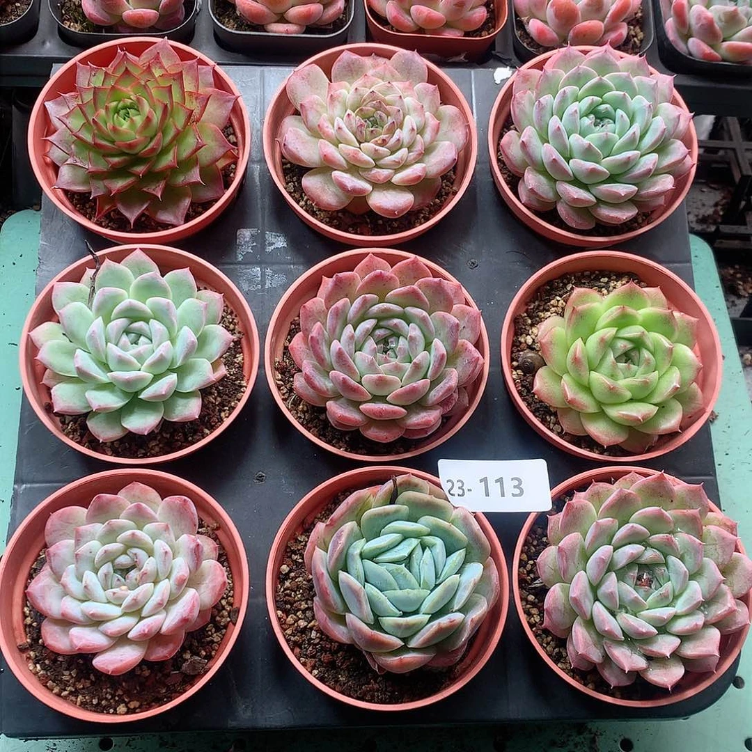 23-113一物一拍带盆9颗