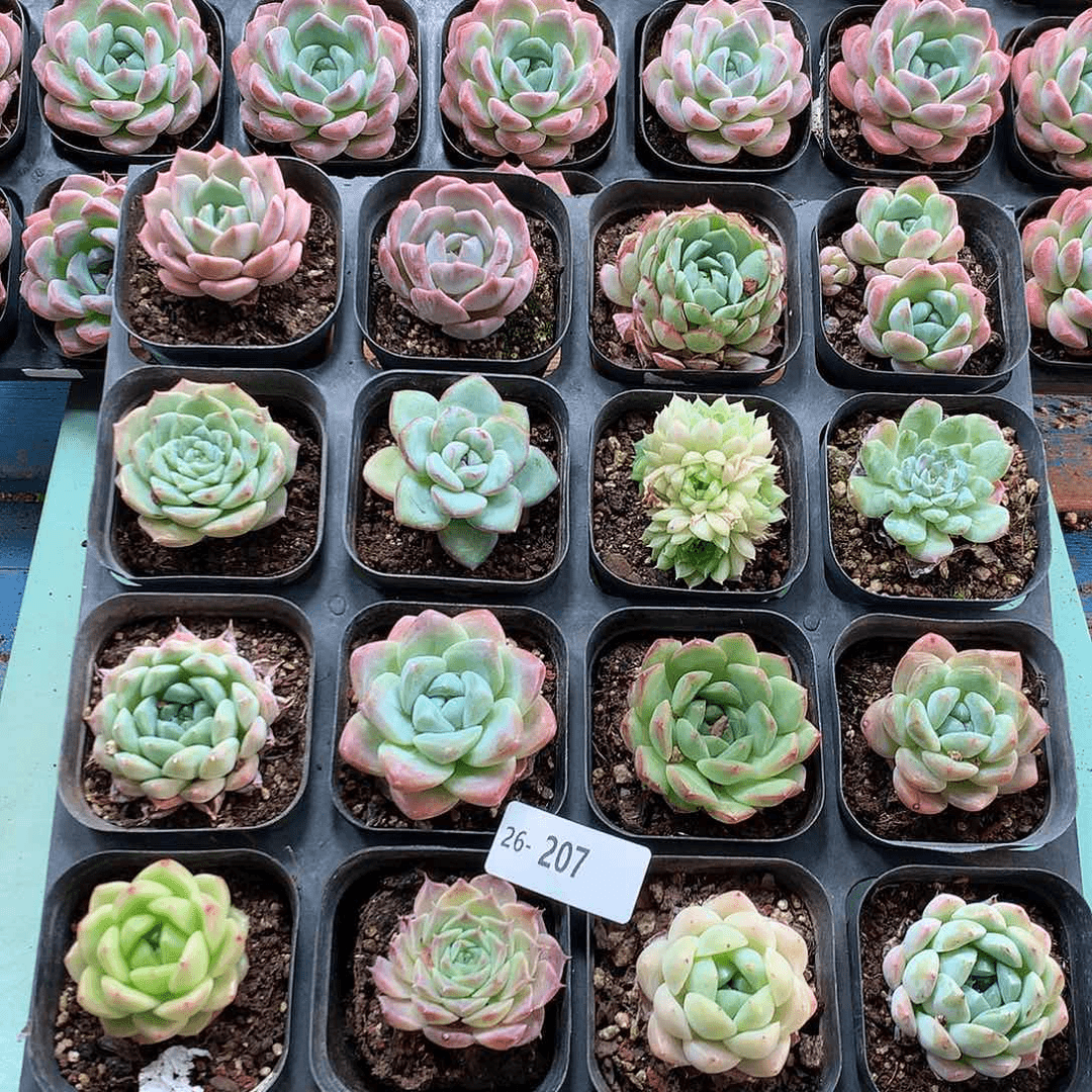 26-207一物一拍带盆16颗