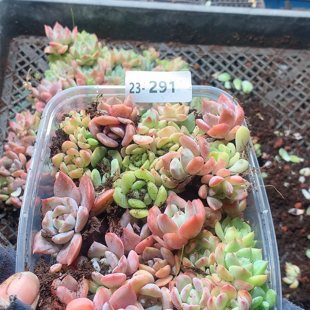 23-291一物一拍切糕